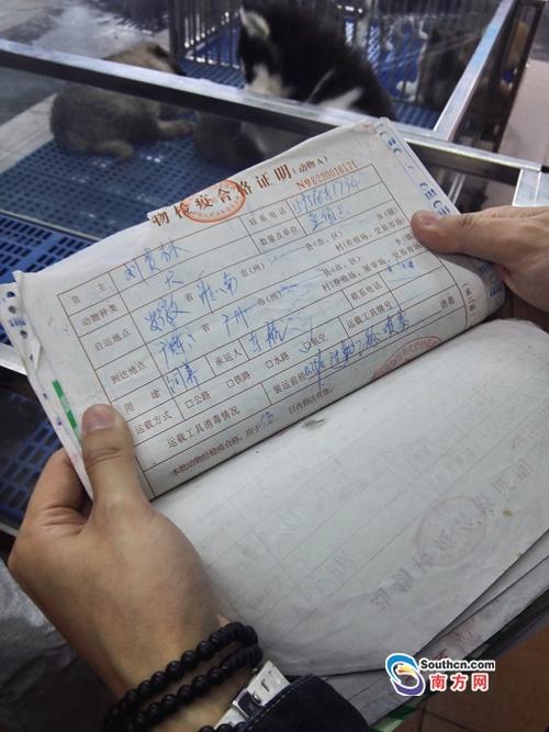新奥今晚买什么和女子为4只狗立遗嘱与女子为4只狗立遗嘱视频