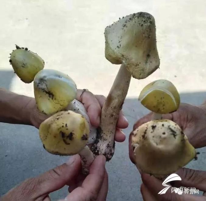 2025新澳门正版免费正题175和一家6口吃蘑菇中毒与一家六口吃蘑菇中毒